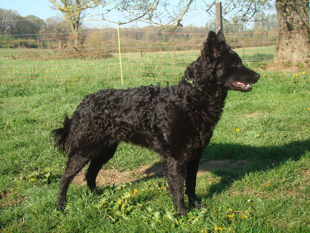 Mailou De La Taniere Des Ber'loups